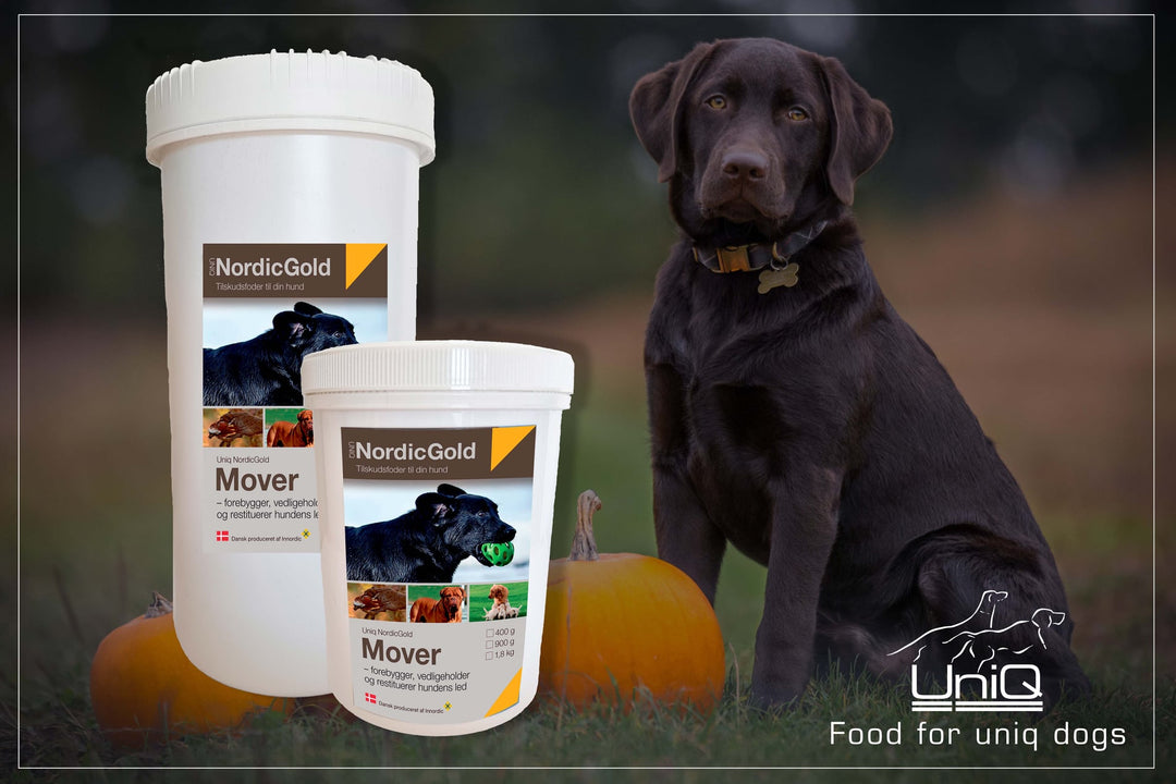NordicGold Mover hundemat
