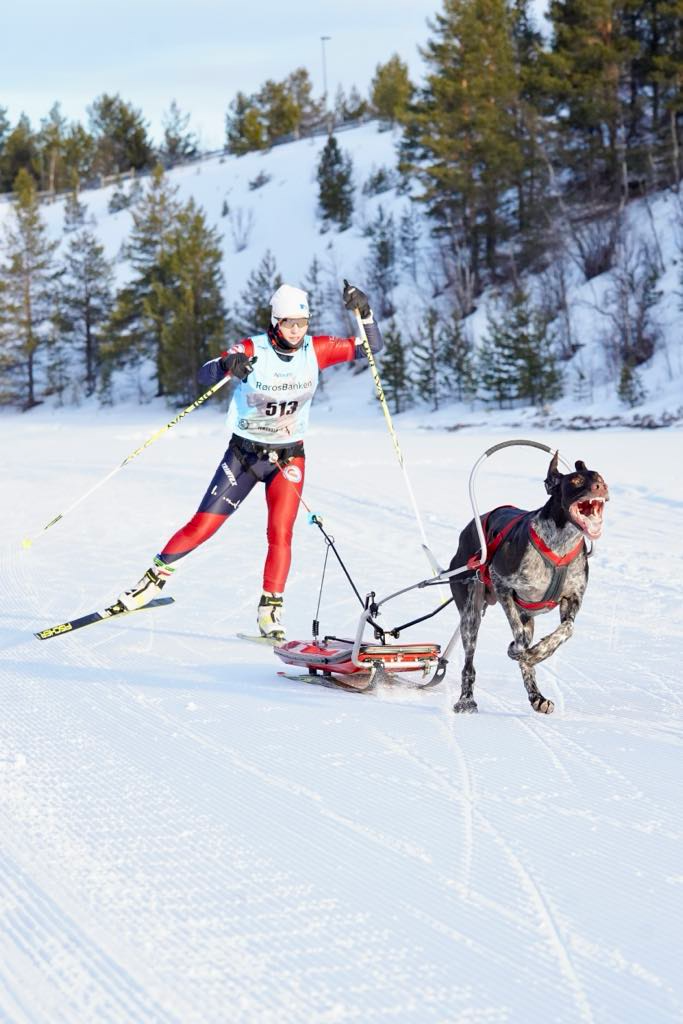 Vintersport med hund, gi hunden din aktivitet og glede i vinterhalvåret