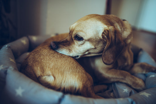 Allergifor til hund