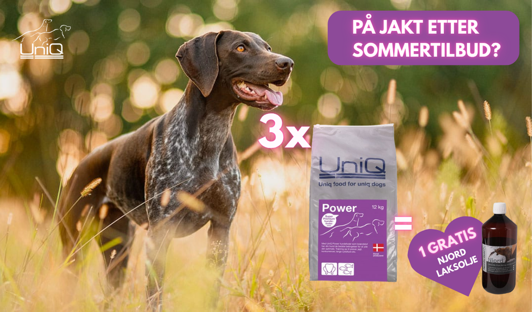 Sommer 2025 - Kampanje tilbud