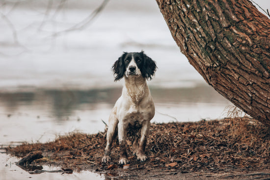 Sort og hvit hund ved vannet