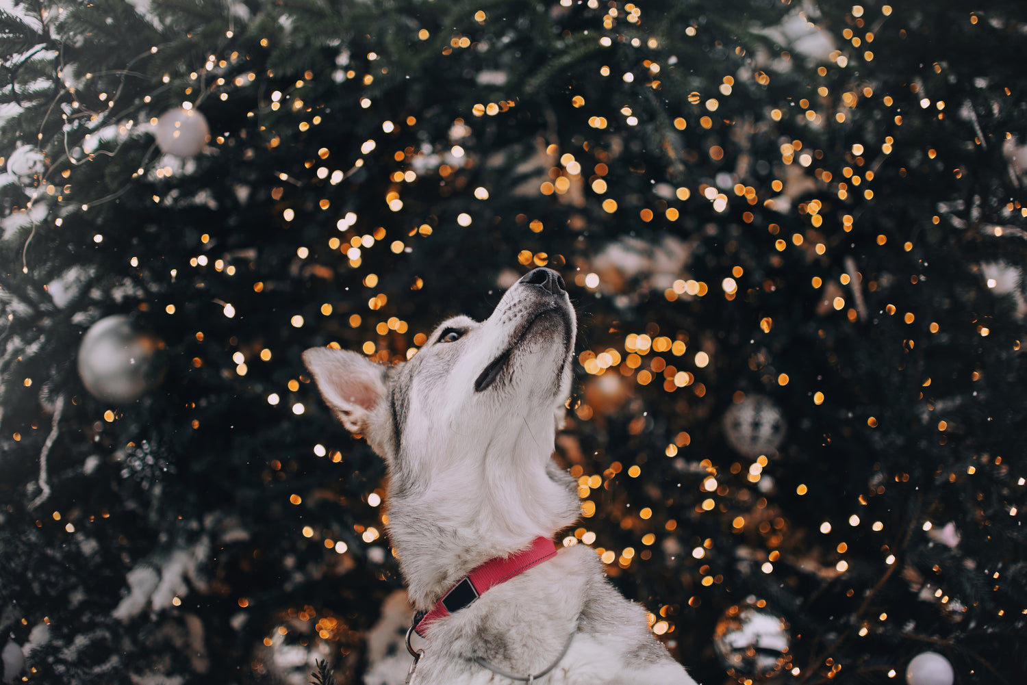 Hvit hund under stjerner