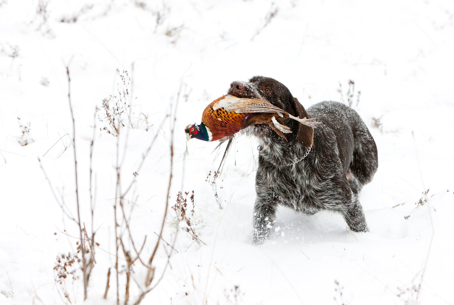 Sort hund i snøen med fugl