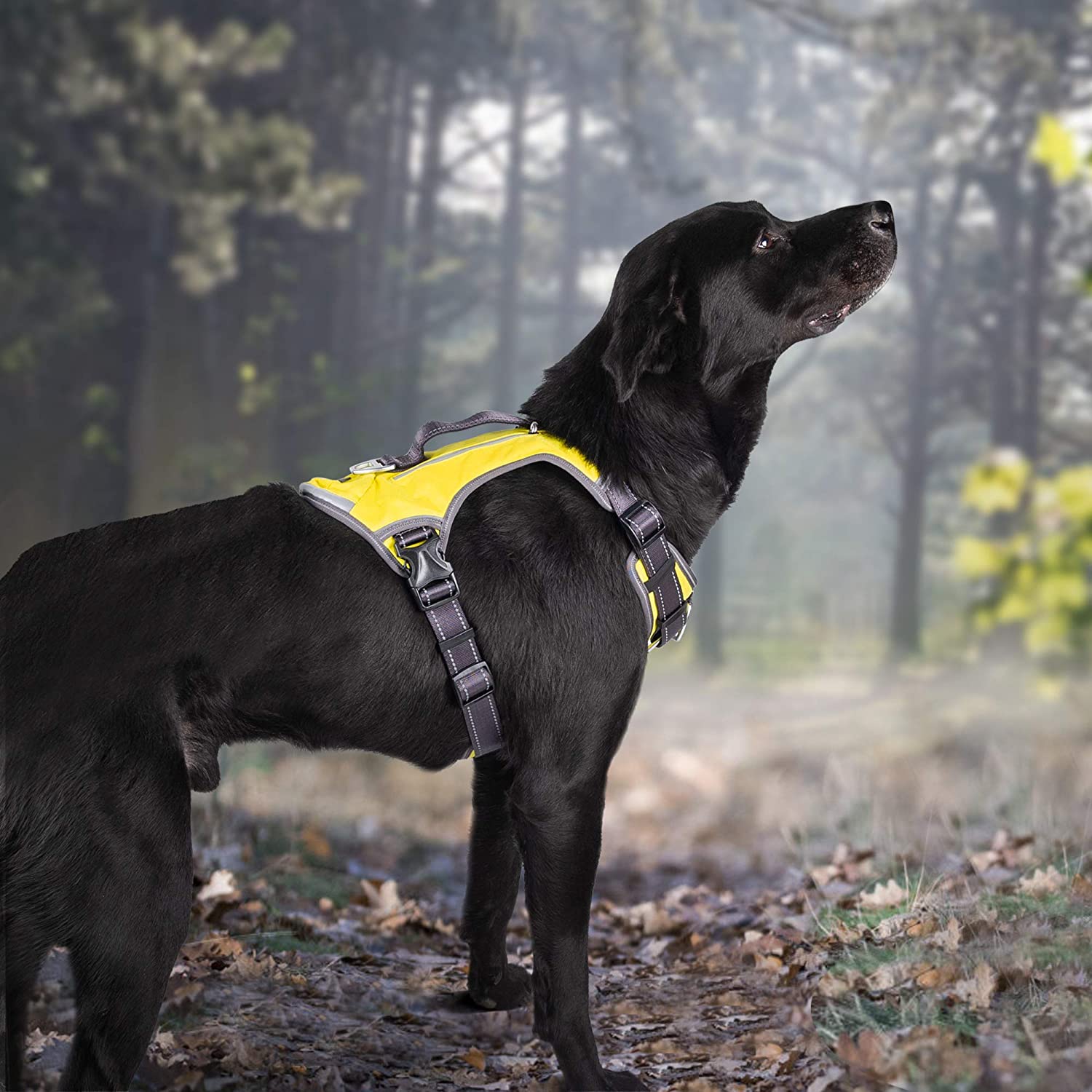 Sort hund med gul refleksvest